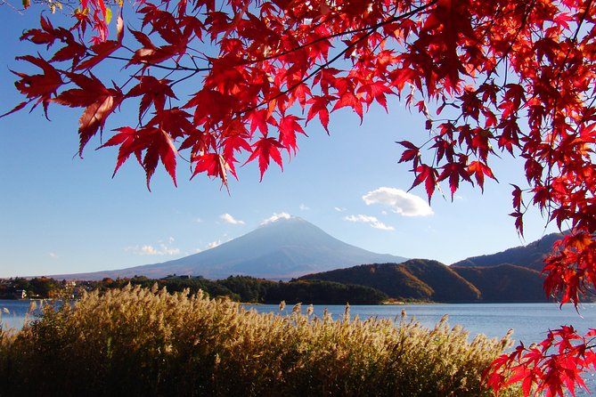 Discover Mt. Fuji 5th Station & Kawaguchiko Sightseeing Day Tour - Fuji-Q Highland Stop: Lunch Break and a Useful Reset