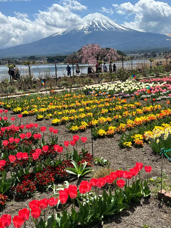 From Tokyo: Mount Fuji and Hakone Private Day Trip - Hakone National Park: volcanic views, hot-spring area vibes, and Lake Ashi