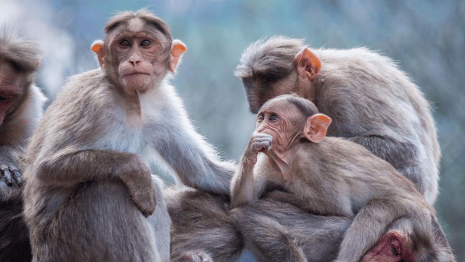 From Tokyo: Private Tour Snow Monkey Park & Zenko-ji Temple - The long drive reality: how to make the ride feel worth it