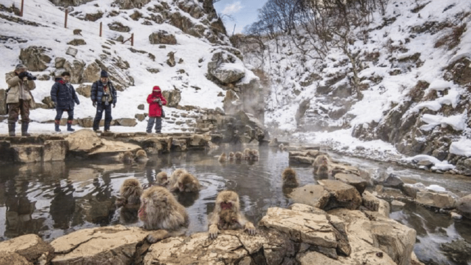 From Tokyo: Private Tour Snow Monkey Park & Zenko-ji Temple - Door-to-door logistics from Tokyo: comfort beats chaos