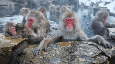 From Tokyo: Private Tour Snow Monkey Park & Zenko-ji Temple - Price and value: what $445 per group really buys you