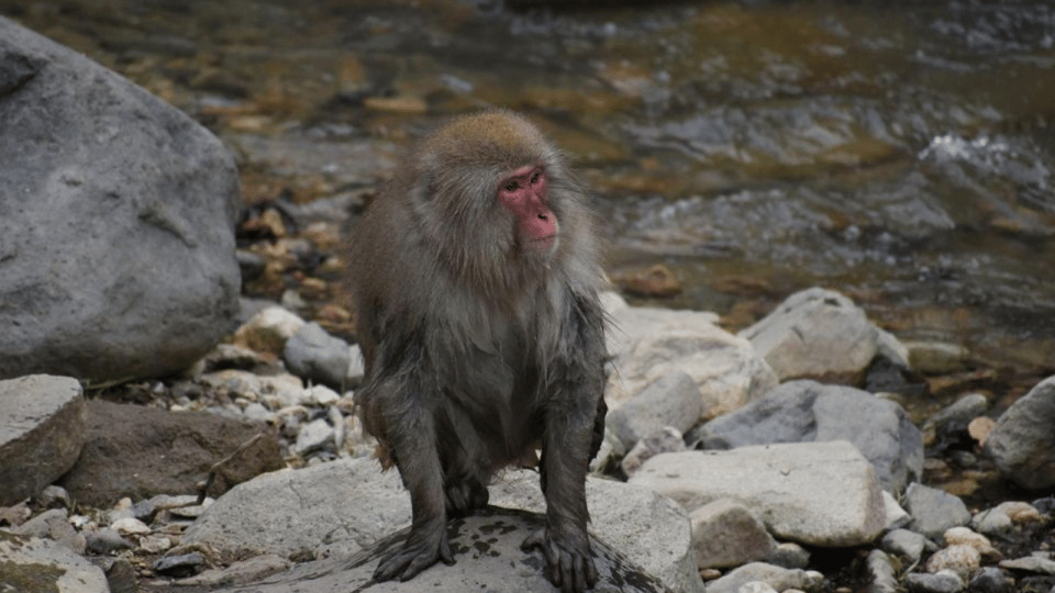 From Tokyo: Private Tour Snow Monkey Park & Zenko-ji Temple - Stop 1: Zenko-ji Temple—start with calm, not chaos