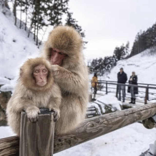 From Tokyo: Private Tour Snow Monkey Park & Zenko-ji Temple - Shibu Onsen town break: warm tradition, winter pacing