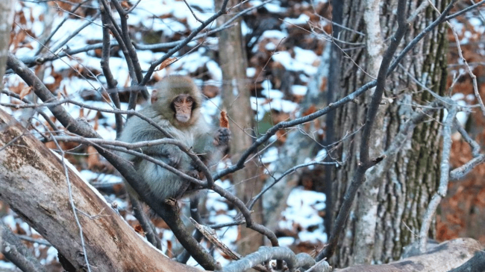 From Tokyo: Private Tour Snow Monkey Park & Zenko-ji Temple - Jigokudani Monkey Park: the hot-spring snow monkey moment