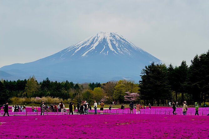 Mt. Fuji, Cherry Blossom & Shiba Sakura Pvt. Day Tour - Key highlights at a glance