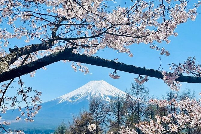Mt. Fuji, Cherry Blossom & Shiba Sakura Pvt. Day Tour - The morning game plan: start times that can change your photos