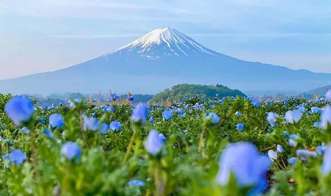Mt. Fuji & Lake Kawaguchiko Ropeway Panorama Full-Day Tour - Matcha by the lake: the short ritual you’ll remember