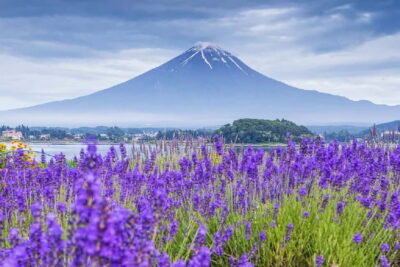 Mt Fuji Top 5 Spots Day Tour: Arakurayama Park,Oshino Hakkai - Tokyo pickup to Fuji-area transfer: 2.5 hours that still feels manageable
