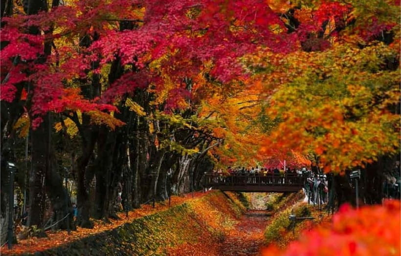 Mt Fuji Top 5 Spots Day Tour: Arakurayama Park,Oshino Hakkai - Oshino Hakkai’s eight springs: where Fuji water turns into a calm village moment