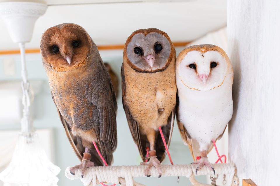 Owl Cafe Tokyo Akiba Fukurou - Quick reasons to go