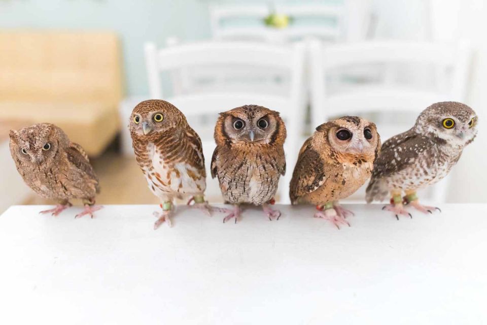 Owl Cafe Tokyo Akiba Fukurou - The Main Trade-Offs: It’s Called a Café, But It’s Not One