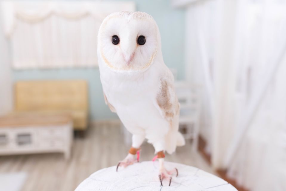 Owl Cafe Tokyo Akiba Fukurou - Owl-Café Reality Check: What the 50-Minute Session Actually Includes