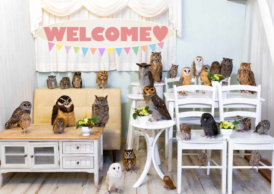 Owl Cafe Tokyo Akiba Fukurou - Reserved Time Slots: How Skipping the Line Changes Your Day