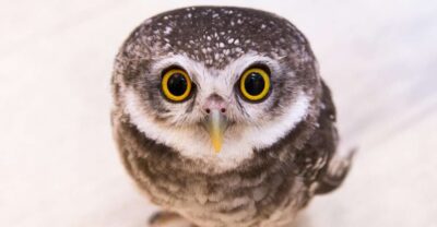 Owl Cafe Tokyo Akiba Fukurou - Where to Go: Finding Owl Café 67 Kanda Neribeicho in Akihabara