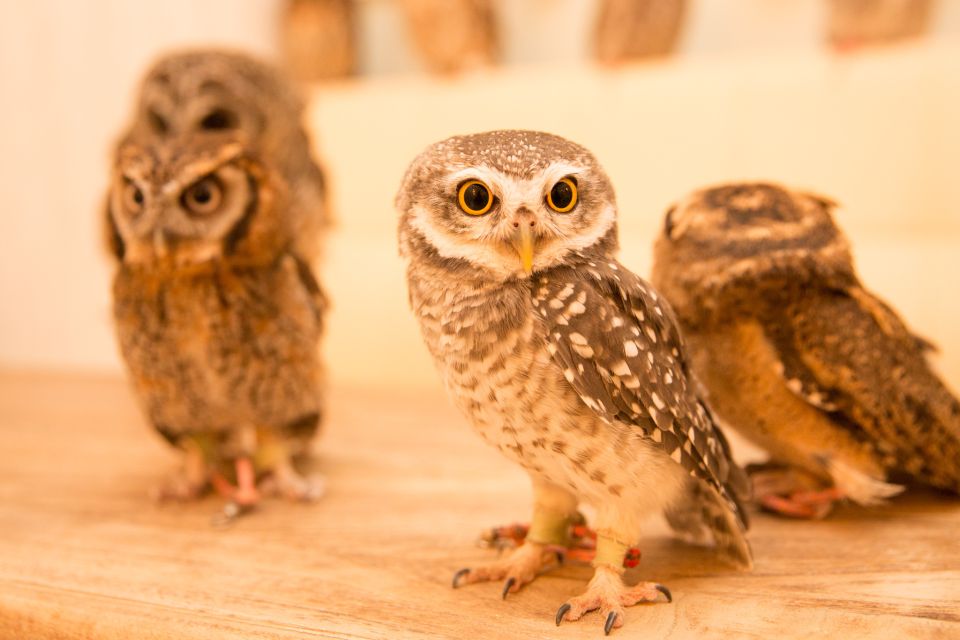 Owl Cafe Tokyo Akiba Fukurou - Arrival to First Touch: What the Staff Guide You Through