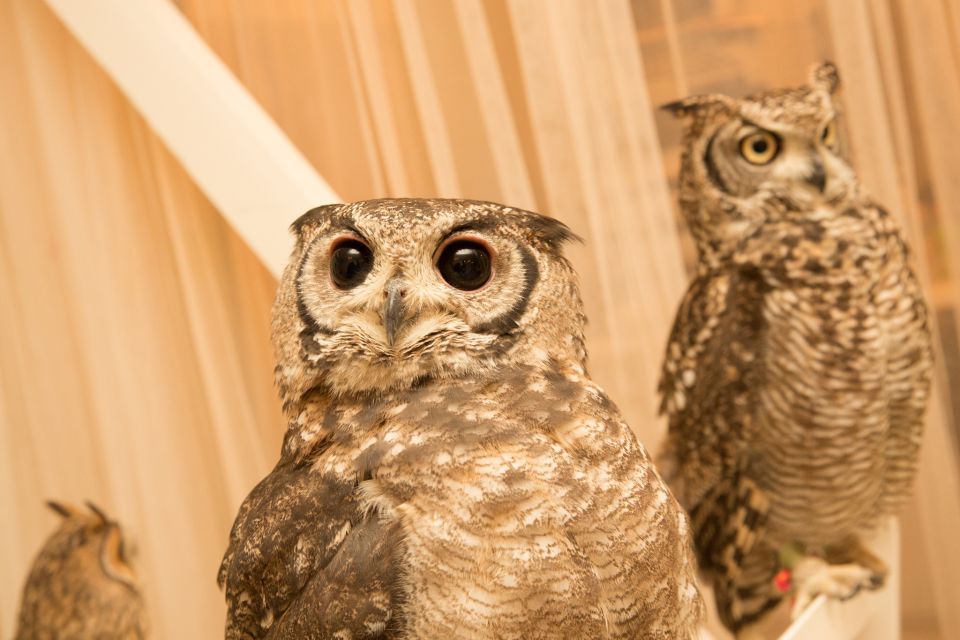 Owl Cafe Tokyo Akiba Fukurou - Owl Handling Styles: Small Ones on You, Bigger Ones on a Glove