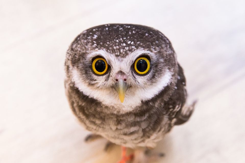 Owl Cafe Tokyo Akiba Fukurou - Photo Time and Souvenir Moments: What You’ll Get