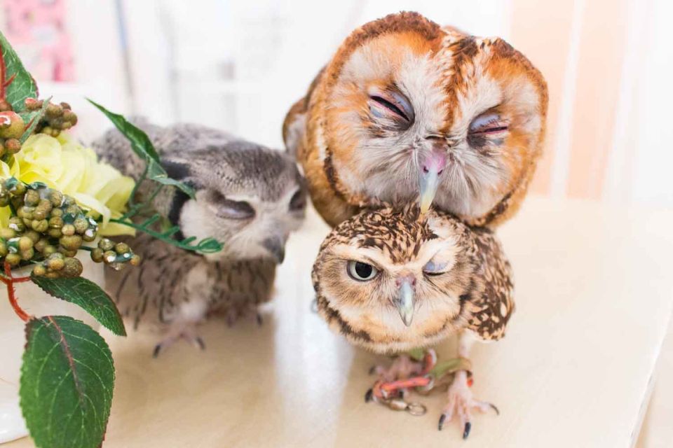 Owl Cafe Tokyo Akiba Fukurou - Price and Value: Is $35 Worth It?