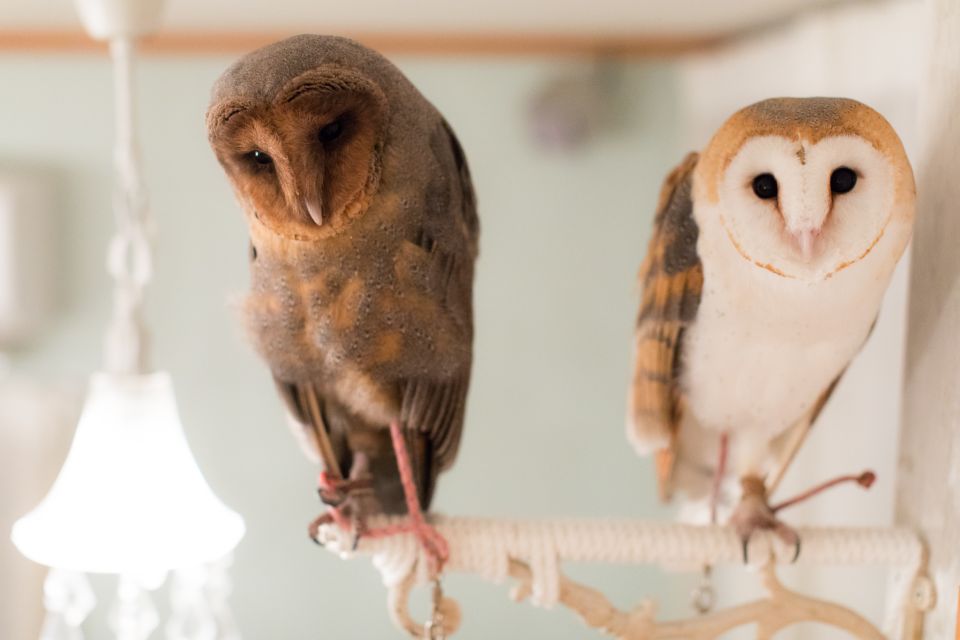 Owl Cafe Tokyo Akiba Fukurou - Who This Fits Best (and Who Should Skip It)