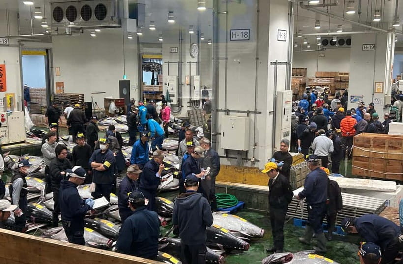 Private Toyosu & Tsukiji Market Adventure with Tuna Auction - Why This Toyosu–Tsukiji Combo Works in 3 Hours