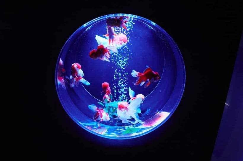 Tokyo: Art Aquarium Museum GINZA Entry Ticket - Seasonal Changes at a Permanent Location (Why It Can Feel New)