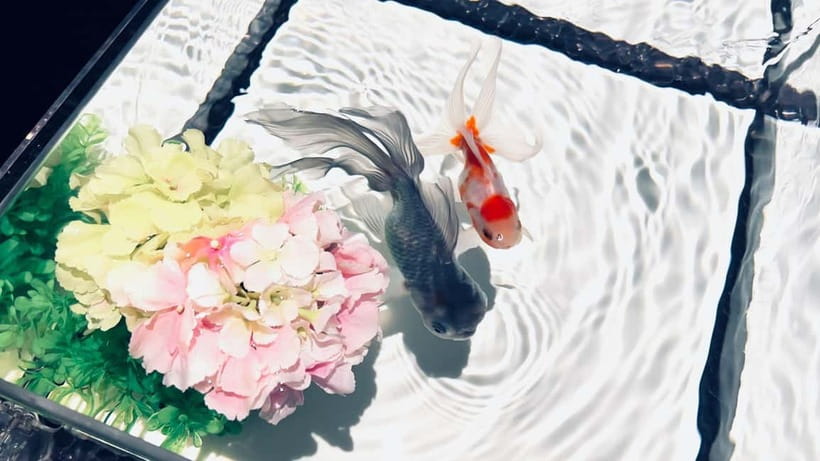 Tokyo: Art Aquarium Museum GINZA Entry Ticket - Photography Rules and How to Get Good Shots