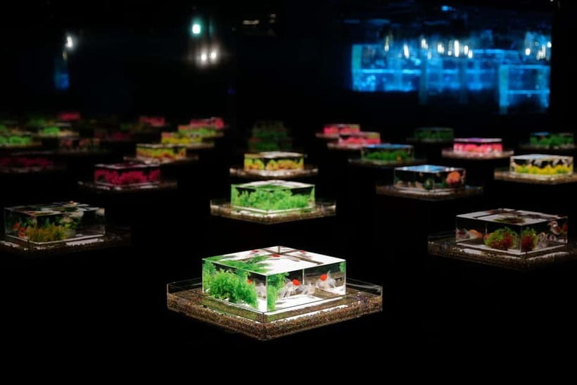 Tokyo: Art Aquarium Museum GINZA Entry Ticket - Edo-Style Goldfish Viewing, Updated for 2022+