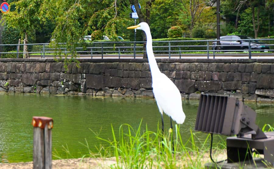 Tokyo: Imperial Palace Japanese History Walking Tour - Inner Palace is not included: plan what you can see instead