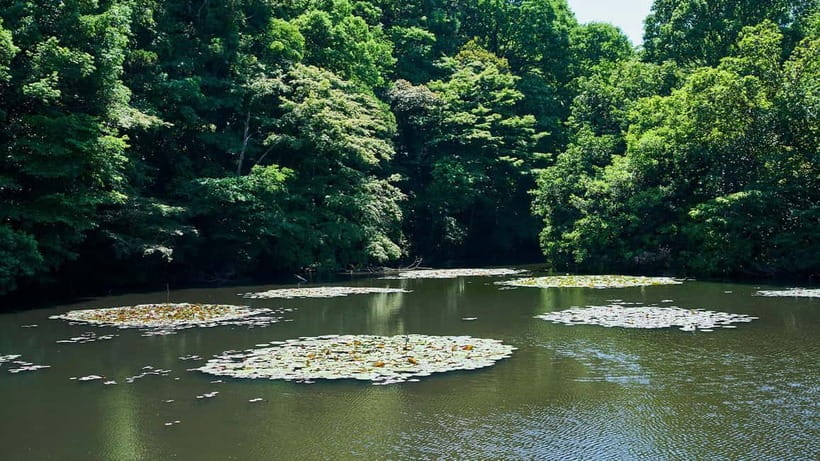 Tokyo: Meiji Shrine Walking Tour — Shinto & Imperial System - Consecrated barrels: the story behind the sake and wine