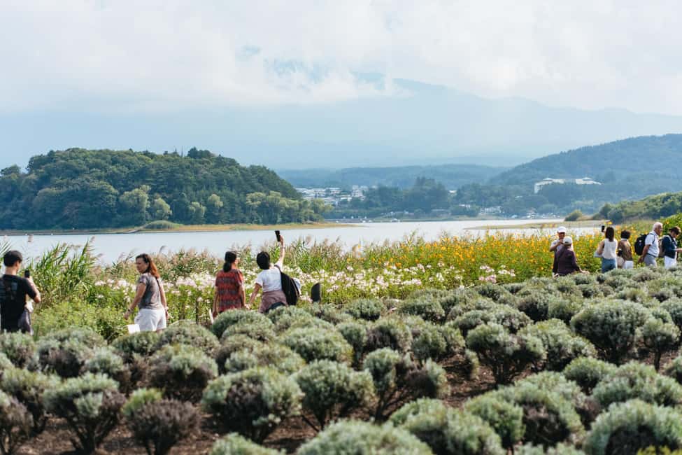 Tokyo: Mt. Fuji, Kamakura, Big Buddha, & Lake Ashi Day Trip - Oishi Park and Lake Kawaguchi: Another Shot at the Best Fuji Angle