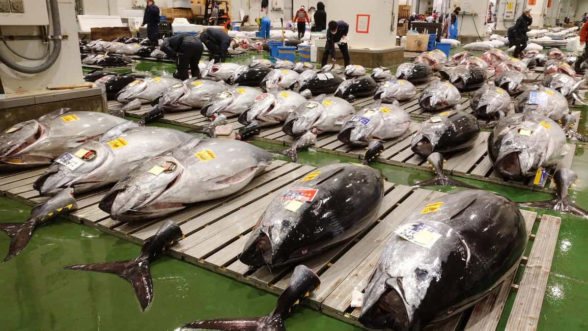 Tokyo: Toyosu Tuna Auction &Tsukiji Market Gourmet Adventure - 5 AM at Toyosu: What You Actually See on the Deck