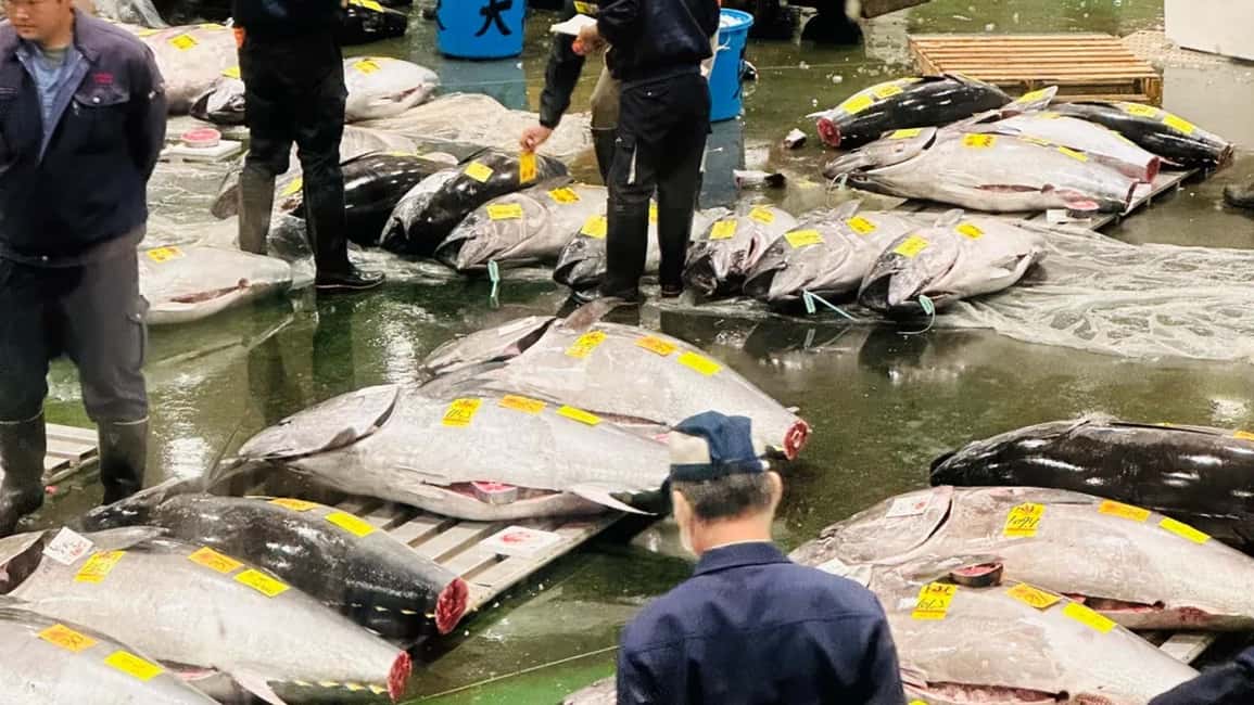 Tokyo: Toyosu Tuna Auction &Tsukiji Market Gourmet Adventure - The Audio Guide Turns Hand Signals Into Real Meaning