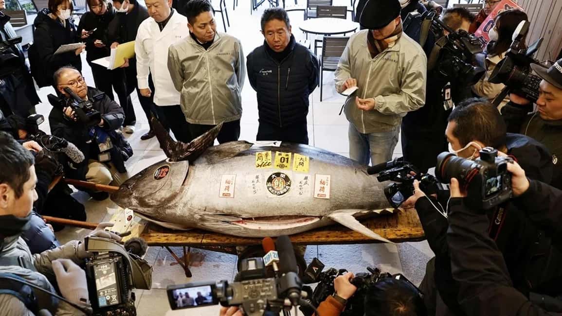 Tokyo: Toyosu Tuna Auction &Tsukiji Market Gourmet Adventure - Your Toyosu Market Walk: From Fish You See to Supply Chains You Understand