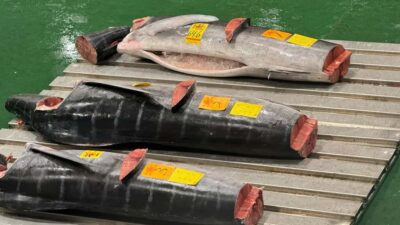Tokyo: Toyosu Tuna Auction &Tsukiji Market Gourmet Adventure - Toyosu Breakfast: Where the Morning Stops Being Abstract