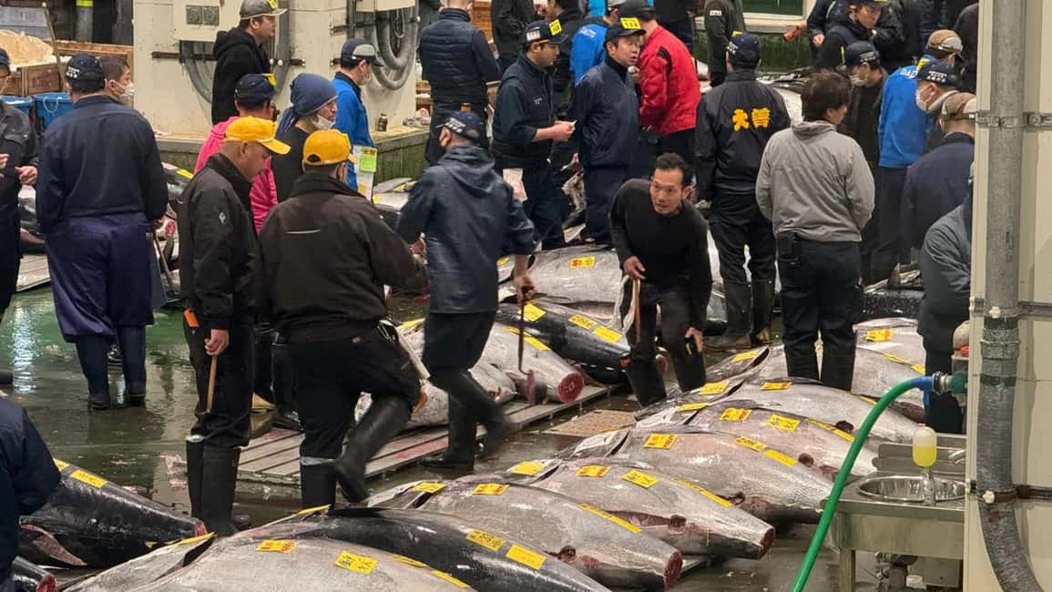Tokyo: Toyosu Tuna Auction &Tsukiji Market Gourmet Adventure - Is the 1st-Floor Lottery Worth It?