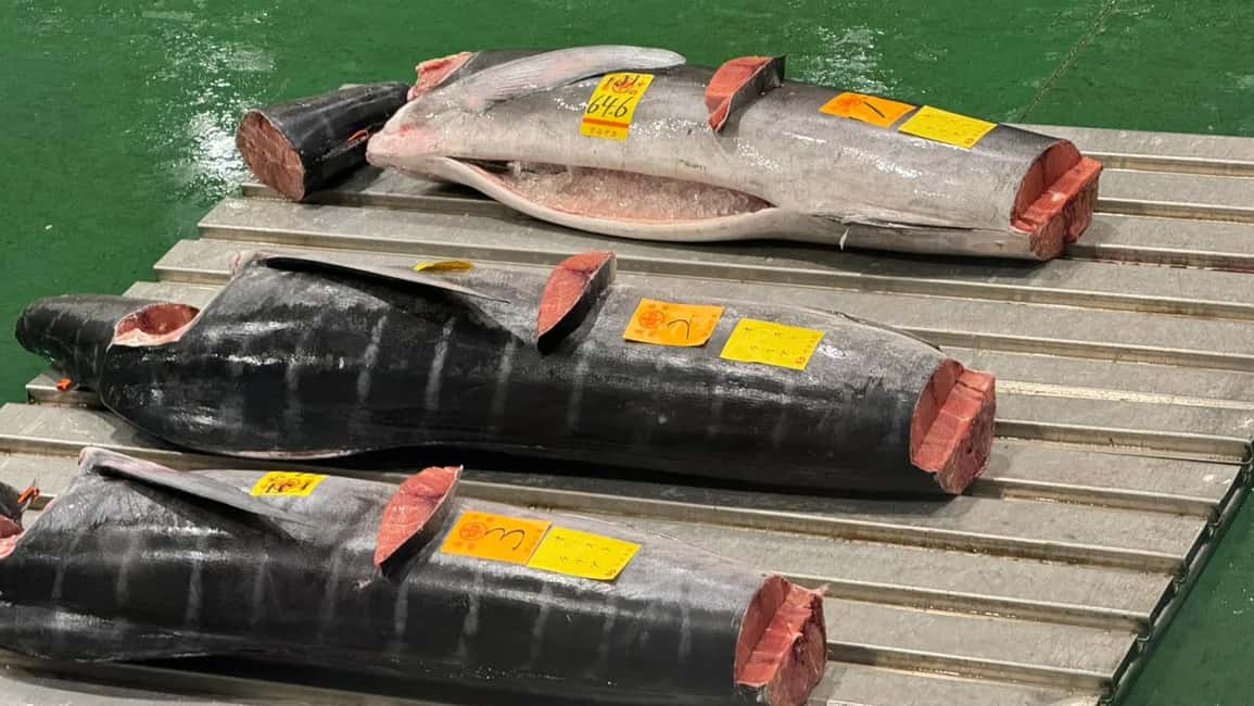 Tokyo: Toyosu Tuna Auction &Tsukiji Market Gourmet Adventure - Toyosu Breakfast: Where the Morning Stops Being Abstract