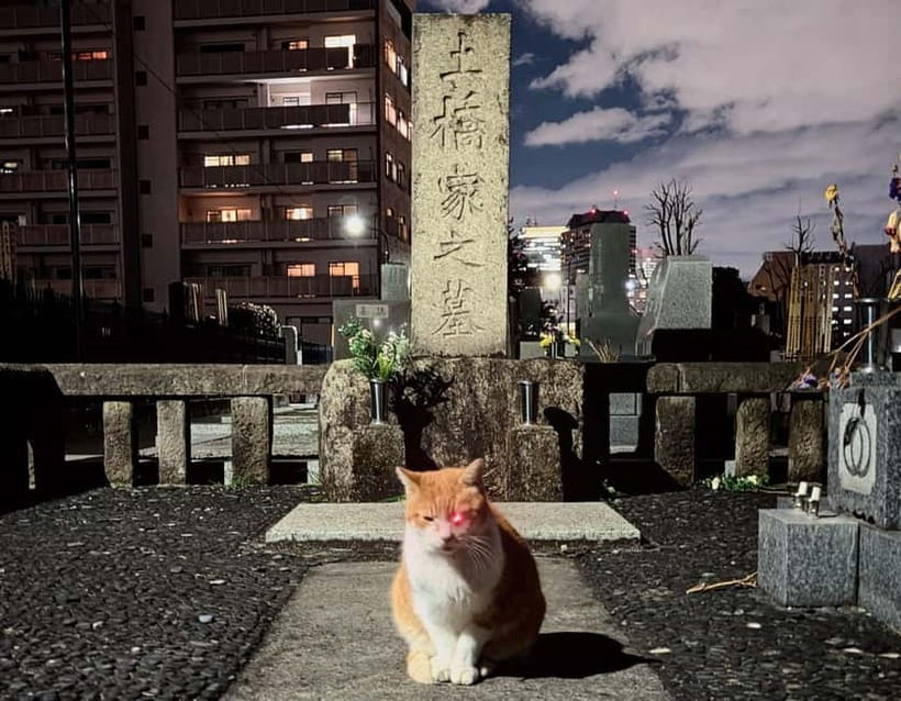 Tokyo: True Crime And Ghost Stories Tour - Key points before you go